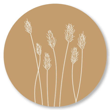 Minimalistische witte tarwearen op zandkleurige ronde achtergrond in botanische stijl